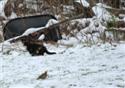Bird and Cat