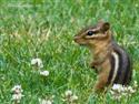 Chipmunk