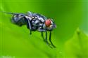 Fly